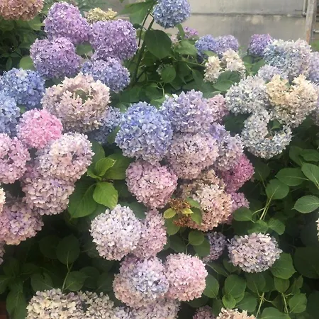 Alojamento de Acomodação e Pequeno-almoço Gelso Roma